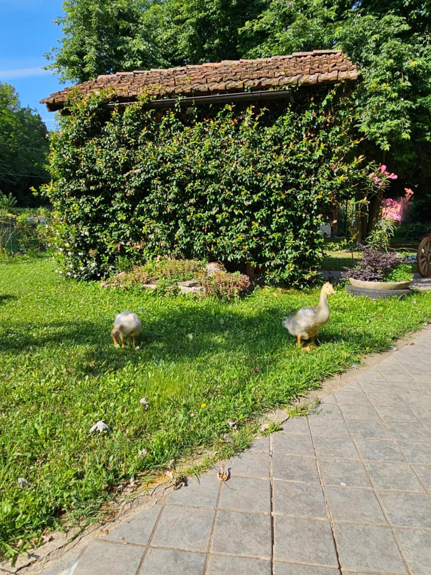 Agriturismo La.Ti.Mi.Da. Villa Cassine Exterior photo